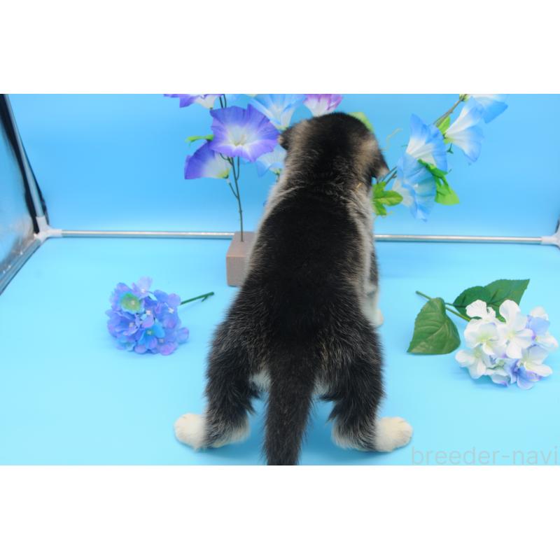 販売中の岡山県のミックス犬-399874の4枚目
